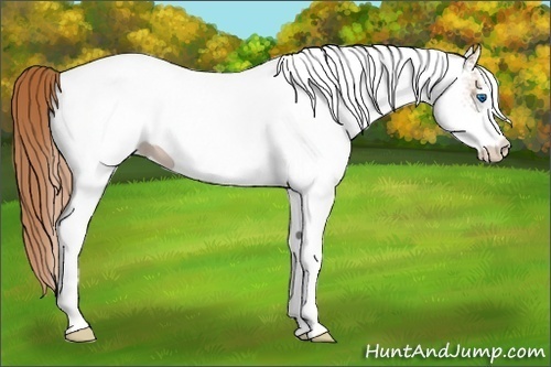 Horse Color: White Spotted Chestnut Splash 