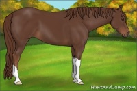 Horse Color:Liver Chestnut 