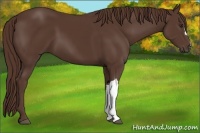 Horse Color:Liver Chestnut 