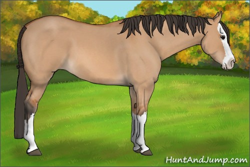 Horse Color: Unknown 