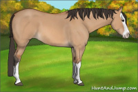 Horse Color:Unknown 
