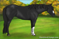 Horse Color:Gray Smoky Black 