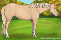 Horse Color:Gold Champagne 