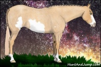 Horse Color:Gold Cream Champagne Roan Frame 