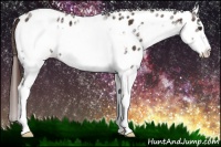 Horse Color:White Spotted Liver Chestnut Frame Appaloosa 