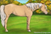 Horse Color:Silver Amber Cream Champagne 