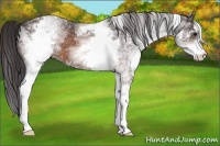 Horse Color:White Spotted Buckskin 