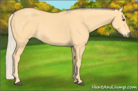 Horse Color:Palomino 