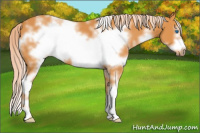 Horse Color:White Spotted Palomino Frame 