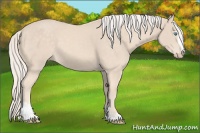 Horse Color:Cremello Sabino 