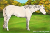 Horse Color:White Spotted Perlino 