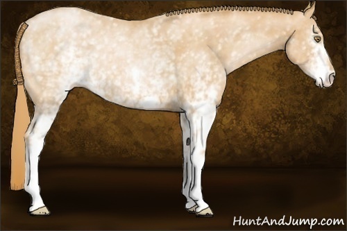 Horse Color:White Spotted Chestnut Pearl 