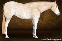 Horse Color:White Spotted Chestnut Pearl 