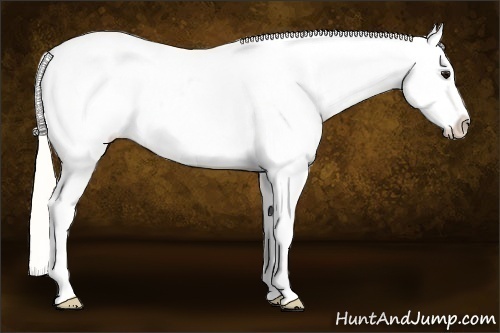 Horse Color:White Spotted Silver Smoky Black Sabino Blanket