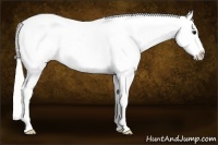 Horse Color:White Spotted Silver Smoky Black Sabino Blanket