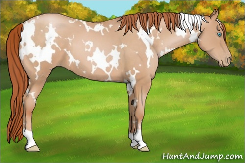 Horse Color: White Spotted Buckskin Pearl 