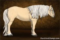 Horse Color:Palomino Tobiano 