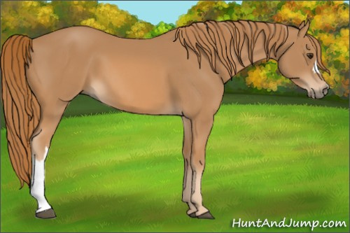 Horse Color: Chestnut 