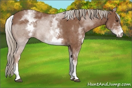 Horse Color: White Spotted Red Roan Rabicano 