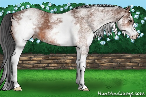 Horse Color:White Spotted Bay