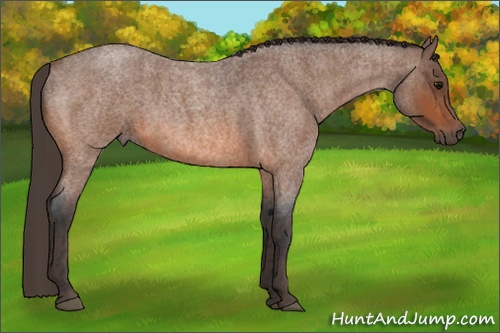 Horse Color: Bay Roan  Brindle