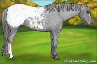 Horse Color:Black Appaloosa 