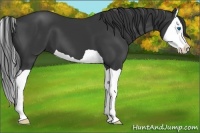 Horse Color:Black Splash 