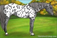 Horse Color:Black Near Leopard 