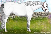 Horse Color:Gray White Spotted Black 
