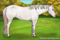 Horse Color:Chestnut Appaloosa 