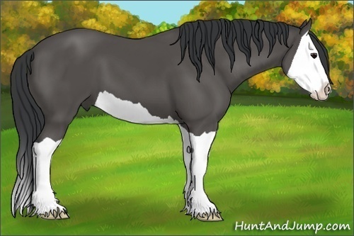 Horse Color: Black Splash 