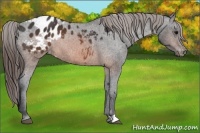 Horse Color:Brown Appaloosa 
