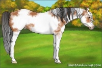 Horse Color:White Spotted Bay Splash Frame 
