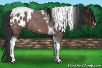 Horse Color:Bay Roan Tobiano Frame Appaloosa