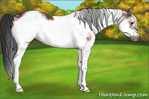 Horse Color: White Spotted Bay Frame 