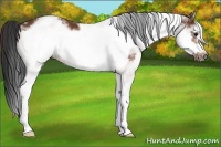 Horse Color:White Spotted Bay Frame