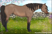 Horse Color:Bay Dun