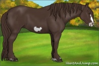 Horse Color:Liver Chestnut Frame 