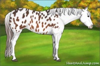Horse Color:Bay Appaloosa 