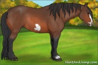 Horse Color:Bay Frame Rabicano 