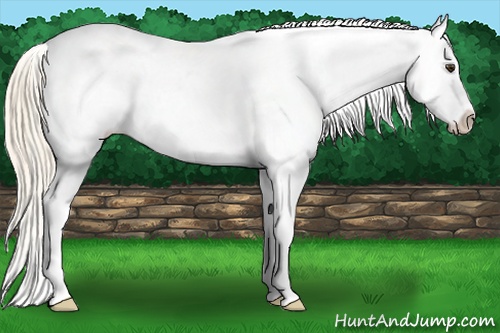 Horse Color: Palomino Blanket 