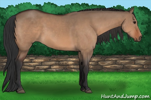 Horse Color: Bay Dun 