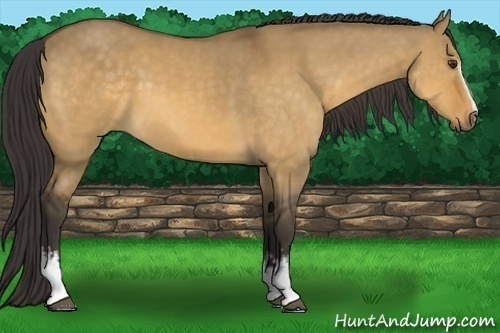 Horse Color: White Spotted Buckskin Dun 