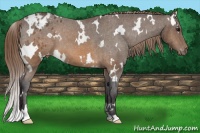 Horse Color:White Spotted Buckskin Blanket 