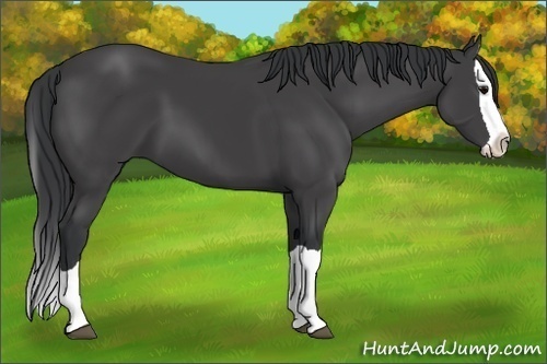Horse Color:Black Splash