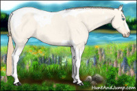 Horse Color:Perlino Dun Tobiano 
