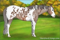 Horse Color:Bay Splash Tobiano Appaloosa 