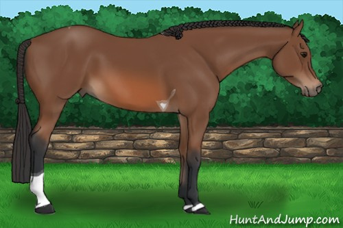 Horse Color: Bay Tobiano 
