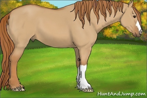 Horse Color:Red Dun