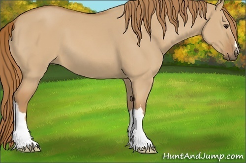 Horse Color:Red Dun